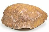 Colorful, Inflated Fossil Tortoise (Stylemys) - South Dakota #301888-2